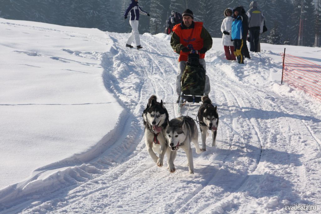 Cursa cu sania trasa de caini la Tusnad | 4